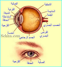 شبكية العين ... أسلوب مبتكر لتشخيص مرض الزهايمر Images?q=tbn:ANd9GcRFouu3oN3iy_iyGxiM232Z2hDPvu0Sdxjyhwf37jlddyQMGIa7zA