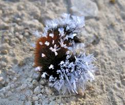 Image result for wooly bears