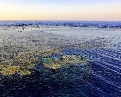 Imagen de Elphinstone Reef, Red Sea
