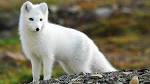 Arctic Fox San Diego Zoo - Kids