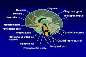 Image result for ventral striatum