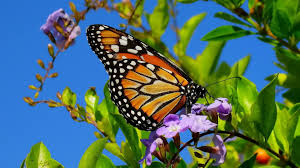 *** LAS MARIPOSAS DEL RINCON DE ENERI *** - Página 20 Images?q=tbn:ANd9GcRG-qveTO8kuXddB-wn878uAQDIdJ7a0r8PywoJ-9j_5g9IA_iP