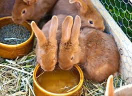 Image result for RABBIT