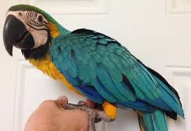 Image result for baby macaw parrot for sale