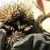 Echidna-pper to faceGold Coastcourt