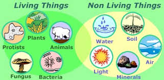 Image result for organisms and their environment