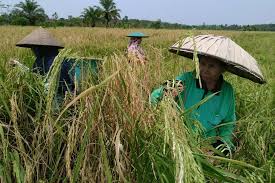 Swasembada Pangan: Fondasi Struktural Menuju Kedaulatan dan Daya Saing Global