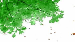 Image result for animated butterflies wallpaper