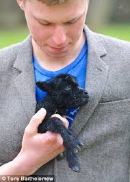 Twitter page: Gareth Barlow with Micro Lamb, a tiny Hebridean Rare Breed lamb born on Sunday. A farmer&#39;s smallest lamb has its own Twitter following after ... - article-2299239-18ED7487000005DC-249_306x429