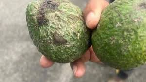 Detectan gusano barrenador en Peribán de aguacates que provienen de Jalisco y Nayarit