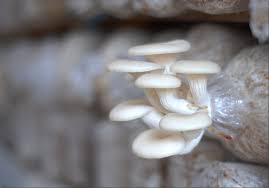 Image result for mushroom farming