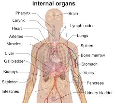 Image result for how to insert male organ into female organ