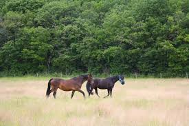 Photo Chevaux mutil�s : une jument 