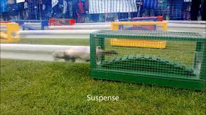 Image result for ferret racing