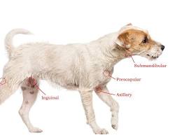 Image de Submandibular lymph nodes in dogs