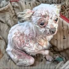 Happy Birthday and Get Well Wishes