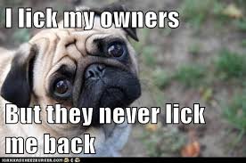 Image result for Animal Meme