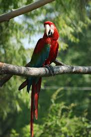 Image result for macaw parrot hd