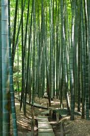 Image result for canas de bambú junto ao rio