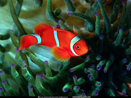 Resultado de imagen de national geographic