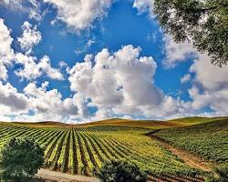 Image of Santa Rosa Wine Country, California