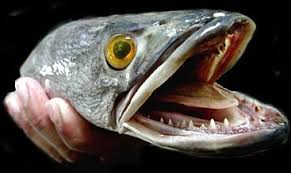 Image result for Snakehead