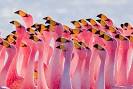 Why are flamingos pink