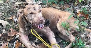 MEDIA RELEASE: Adams County Dogfighting Conviction Upheld by ...