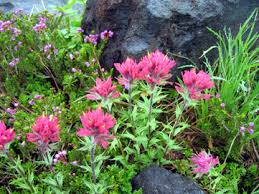 botany এর চিত্র ফলাফল