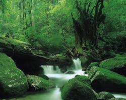屋久島（鹿児島県）の画像