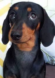 Image result for dachshund begging