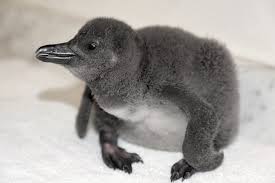 African Penguin chick hatches at Hyatt Regency Maui