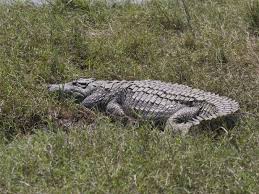 Image result for mikumi national park