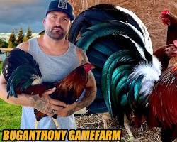 Image of gamefowl bloodlines Sweater Kelso Hatch Butcher Radio Roundhead Grey