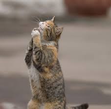 Image result for photo of pleading cat