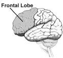 Frontal lobe - , the free encyclopedia