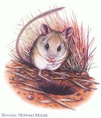 Image result for Spinifex hopping mouse.