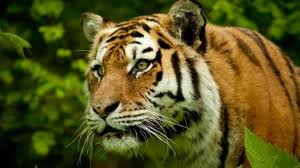 Hasil gambar untuk foto adat kerinci harimau