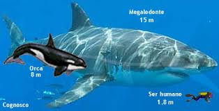 Resultado de imagem para tubarão megalodon
