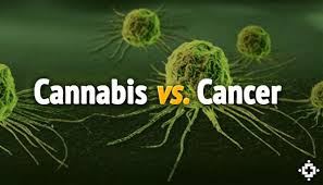 Cannabis