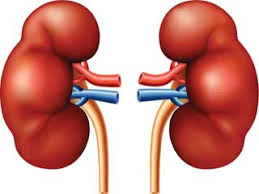 Image result for pictures of the kidney