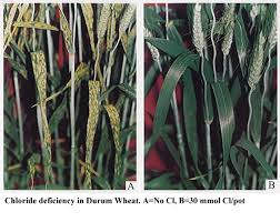 Image result for ehsq nagarjuna group