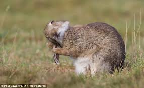 Image result for RABBIT