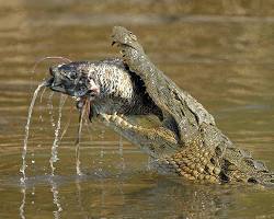 Image of saltwater crocodile feeding on a fish