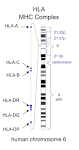 Human leukocyte antigen