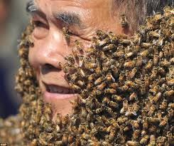 Résultat de recherche d'images pour "covered in bees"