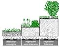 Trois techniques de vgtalisation de toitures ADIVET - Association