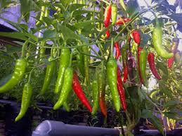 Hasil gambar untuk hidroponik lombok