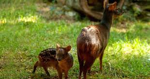 Résultat de recherche d'images pour "pudu"