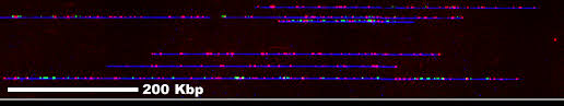 Nanochannel-extended DNA